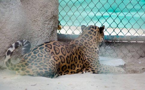 危险的 哺乳动物 美丽的 动物 黑豹 野生动物 猎人 老虎