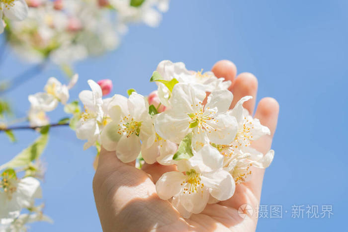 白苹果花 公园里树木盛开照片 正版商用图片2cuv4i 摄图新视界 白苹果花 公园里树木盛开照片 正版商用图片2cuv4i 摄图新视界