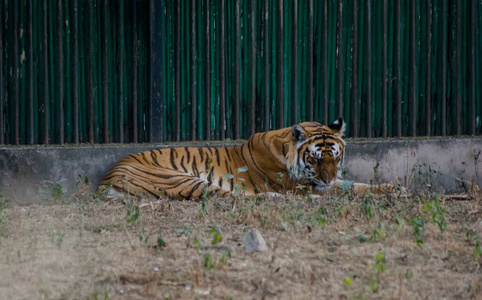 捕食者 美女 食肉动物 虎妞 猎人 休息 游猎 野猫 凝视