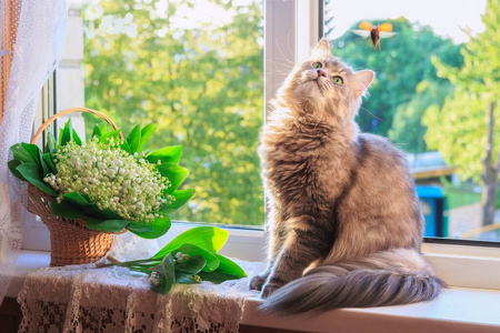 眼睛 开花 海报 花束 可爱的 花园 毛皮 斑猫 窗口 美丽的