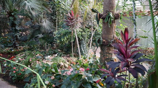 夏天 生长 特写镜头 植物 森林 植物区系 风景 花园 季节