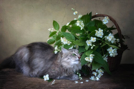 斑猫 夏天 植物 毛皮 艺术 海报 篮子 可爱的 基蒂 宠物