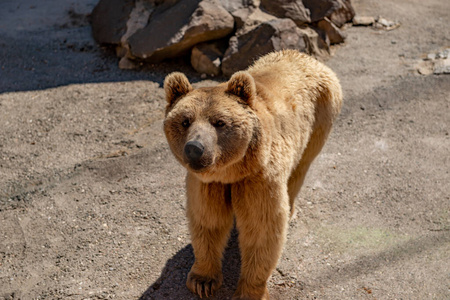 沼泽 动物 保护 荒野 灰熊 动物群 木材 捕食者 幼兽