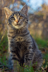 哺乳动物 宠物 可爱的 基蒂 眼睛 斑猫 络腮胡子 肖像