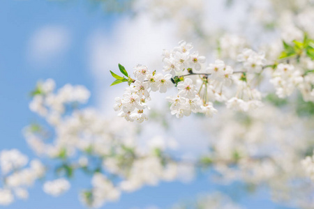 植物 花瓣 季节 樱桃 前进 柔和的 美丽的 美女 软的