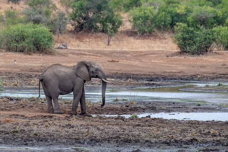 大象 哺乳动物 小牛 储备 南方 灌木 宝贝 坦桑尼亚 黏土