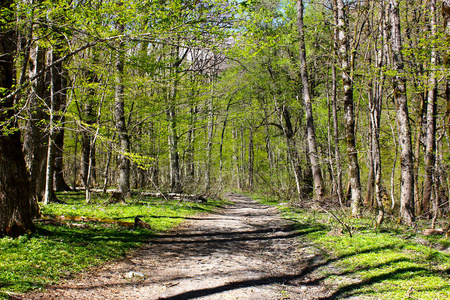 春天绿林中的小路。