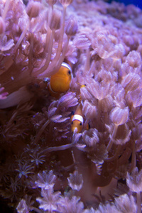 海的 暗礁 盐水 动物 埃及 水族馆 浮潜 生活 海洋 珊瑚