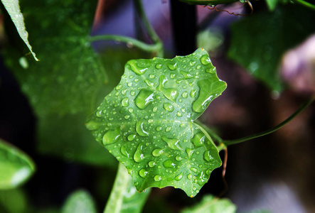 自然 植物区系 生菜 墙纸 液滴 生态学 花园 气泡 生活