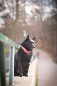 小狗 动物 犬科动物 自然 哺乳动物 宠物 夏天 可爱的