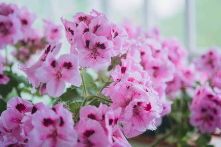 春天 植物学 特写镜头 开花 粉红色 花瓣 盛开 美丽的