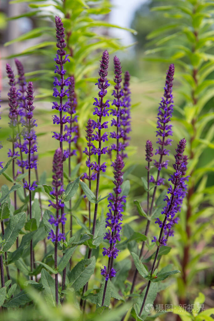 背景或纹理的鼠尾草内莫罗莎卡拉多娜巴尔坎克莱里乡村别墅花园中的