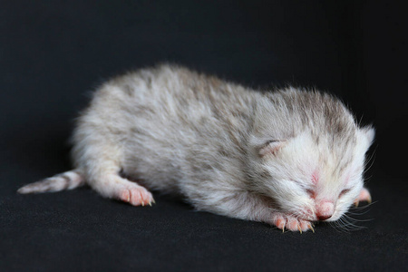 动物 小猫 可爱的 新生儿 肖像 哺乳动物 宠物 毛皮