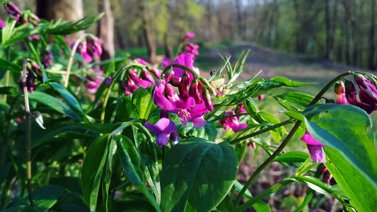 紫色 春天 美丽的 花园 园艺 自然 盛开 开花 丁香花