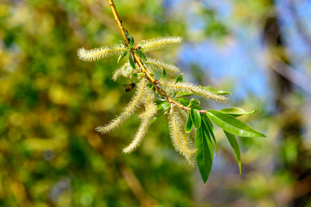 盛开 园艺 植物学 特写镜头 美女 植物区系 颜色 自然