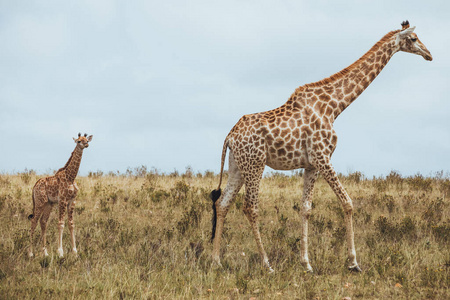 一只长颈鹿站在草地上
