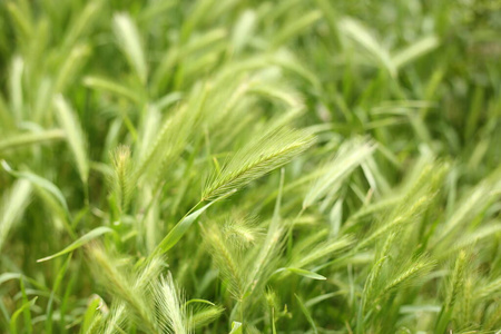 农场 草本植物 树叶 风景 农业 纹理 草坪 植物 生长