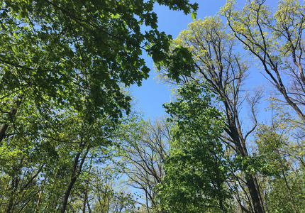 季节 天空 风景 树叶 阳光 分支 木材 植物区系 自然