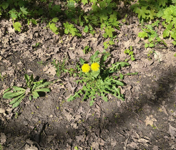 幼苗 环境 植物区系 蒲公英 植物 自然 农业 生长 农场