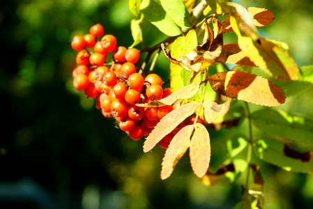 植物区系的俄罗斯图片