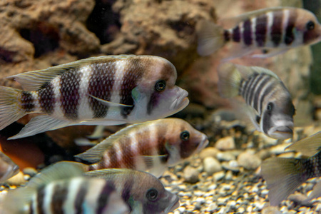 颜色 动物 哺乳动物 岩石 水族馆 坦噶尼喀 生活 慈鲷科