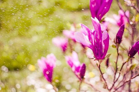 自然 季节 盛开 花瓣 植物学 美女 春天 美丽的 分支