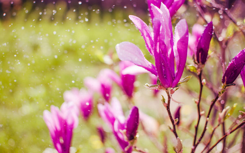 花的 植物 植物学 美丽的 春天 自然 特写镜头 花园 粉红色