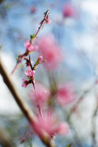 季节 春天 花瓣 夏天 天空 植物区系 植物学 分支 芳香