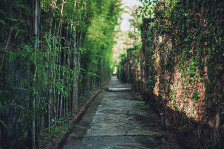 乡村 季节 领域 灌木 花园 美丽的 墙纸 环境 夏天 植物学