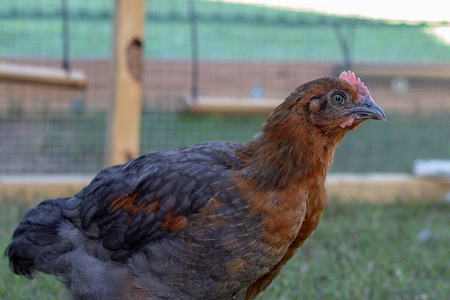 鸡蛋 食物 喂养 居住 公鸡 外部 范围 活着的 母鸡 可爱的