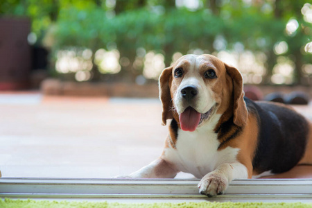 能量 猎犬 夏天 小猎犬 寻回者 小狗 有趣的 肖像 朋友