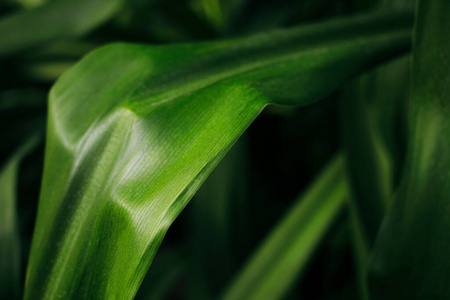 天线 花园 草本植物 环境 特写镜头 植物 丛林 森林 生态学