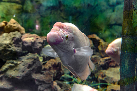 生活 水族馆 自然 鱼缸 水下 白化病 颜色 食物 甜的