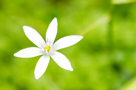 美女 繁荣 季节 百合花 特写镜头 自然 植物学 盛开 集中