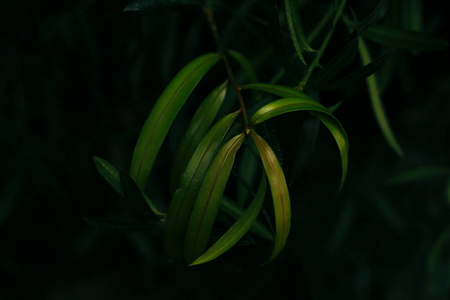 植物 生态学 植物区系 美丽的 春天 特写镜头 季节 夏天