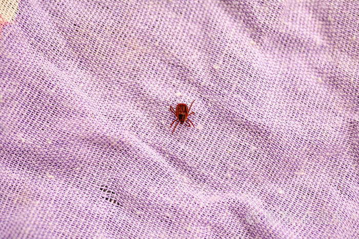 一种危险的寄生虫和感染带菌螨