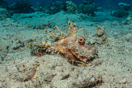 海洋 狮子 美丽的 暗礁 菲律宾 颜色 动物 水肺 水族馆