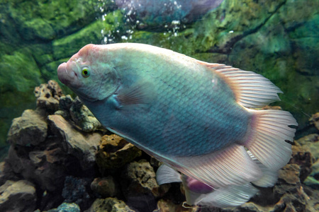 面对 宠物 美丽的 玻璃 水族馆 野生动物 水下 食物 颜色