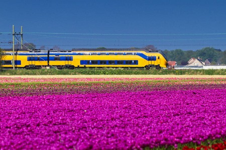 农业 旅行 运输 货车 文化 火车 粉红色 植物区系 领域