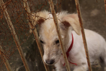 寻回者 犬科动物 猎狼 朋友 毛皮 拉布拉多 猎犬 动物