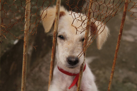 哺乳动物 犬科动物 拉布拉多 猎犬 寻回者 猎狼 自然 宠物