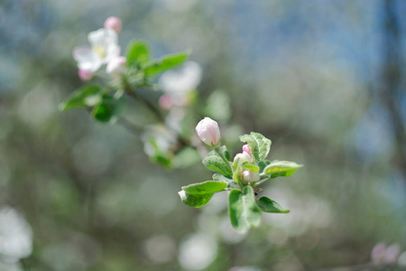 植物区系 特写镜头 开花 季节 花园 分支 花的 苹果 花瓣