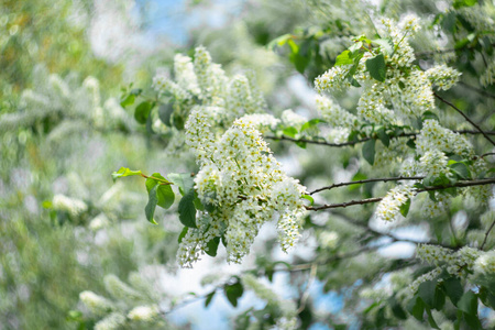 春天 植物区系 天空 植物学 颜色 自然 季节 植物 花园