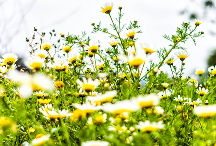 平原 阳光 太阳 草本植物 场景 洋甘菊 季节 天空 成长