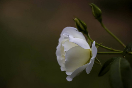 特写镜头 卡片 玫瑰 婚礼 假日 情人 花的 植物 花束