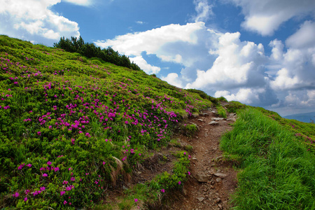 山谷 植物区系 精彩的 草地 照明 旅行 颜色 阳光 自然