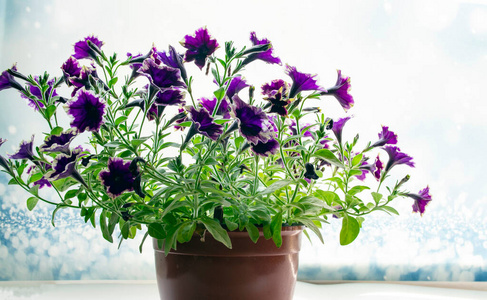 开花 花的 颜色 紫色 生长 矮牵牛 植物 环境 花瓣 夏天