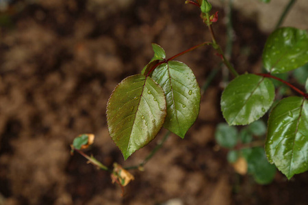 植物区系 植物 成长 透明的 露水 露珠 自然 纯洁 树叶