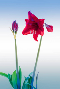 植物学 美女 河马 植物区系 美丽的 春天 开花 植物 颜色