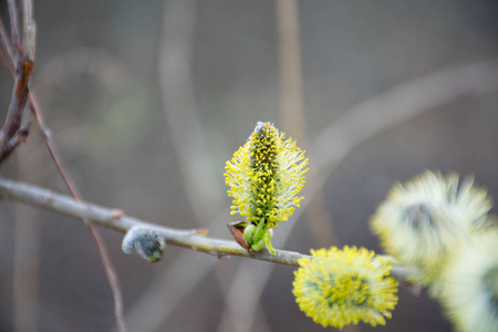 春天 自然 特写镜头 复活节 细枝 开花 分支 花粉 美女